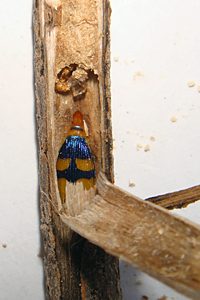 Castiarina flavopicta, PL4562, male, non-emerged adult, in Olearia lepidophylla (PJL 3413) stem, aedeagus exserted, SE, photo by A.M.P. Stolarski, 10.2 × 3.6 mm